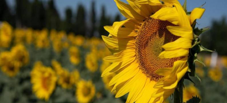 Mediterranean Garden Retreat图片