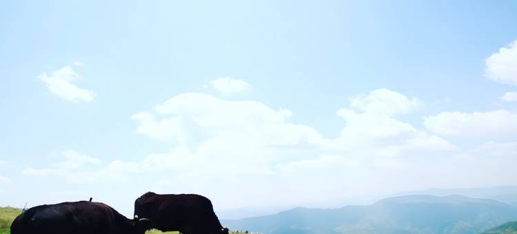 利夫马克斯度假酒店-奥道后店(LiVEMAX RESORT OKUDOGO)图片