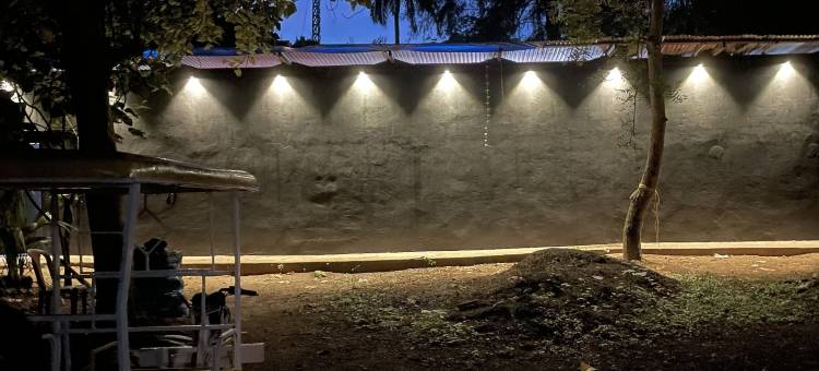 舞动的海牛(Dancing Dugong)图片