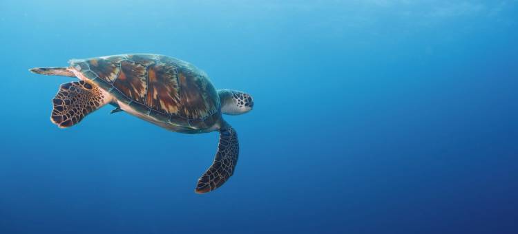 马尔代夫卡努呼拉六善酒店(Six Senses Kanuhura)图片