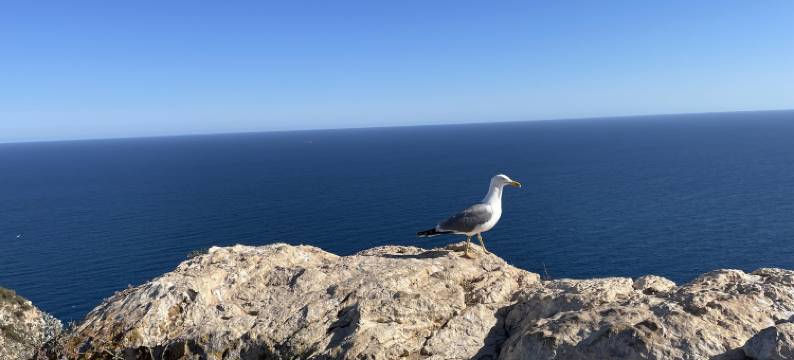 Mediterranean Escape with Garden图片