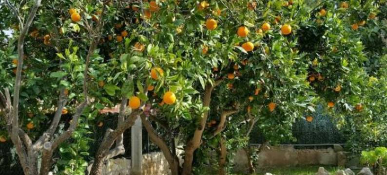 阿米斯塔德青年旅舍(Flor Amistad)图片