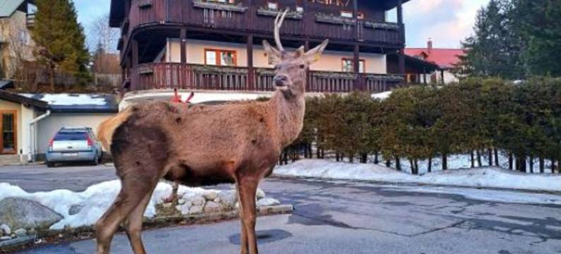帕兹克宾馆(Penzion Pažický)图片