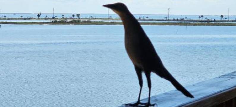 夏日小湾度假(Summer's Little Bay Getaway)图片