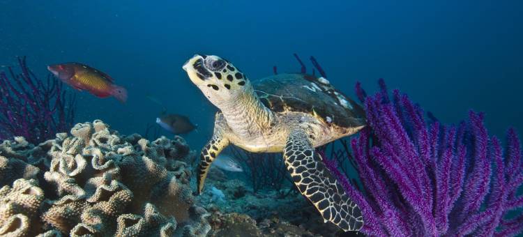 拉斯金兹海龟保护区(Ras Al Jinz Turtle Reserve)图片