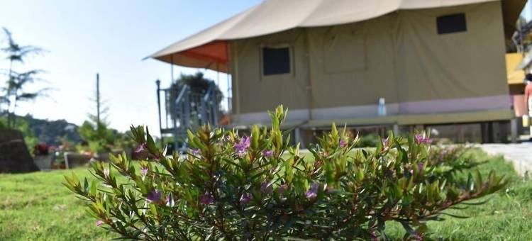 雪松营地(Camp Cedar)图片