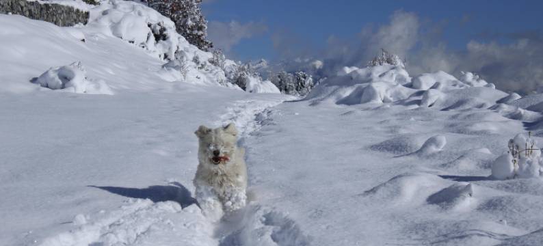 卡瓦尼亚斯恩加蒂娜山林小屋(Cabañas Chesa Engadina)图片