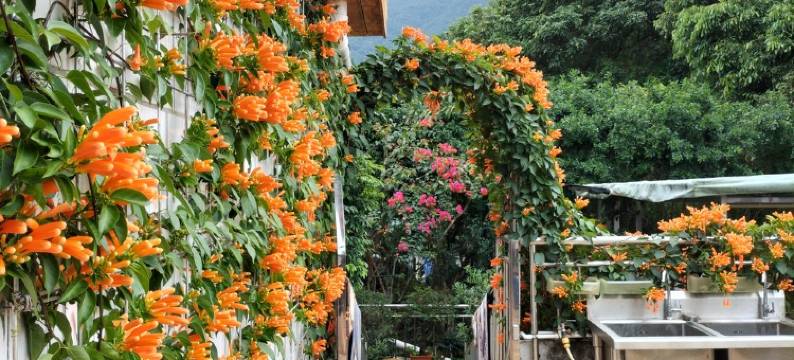 杨梅坑夕溪花间民宿(天然潭店)图片