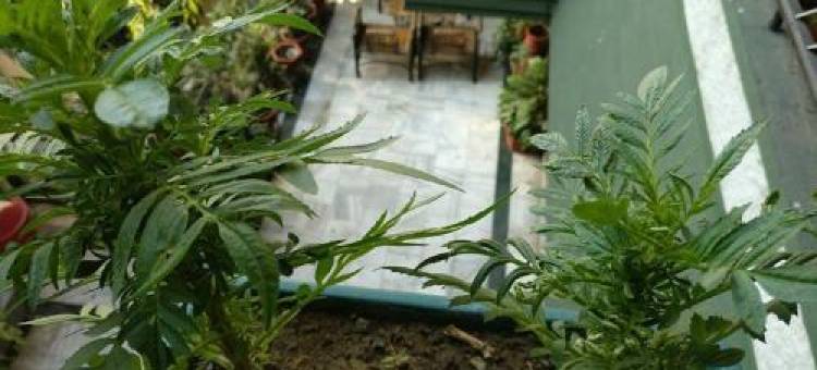 The Trekkers Hostel - Dehradun图片