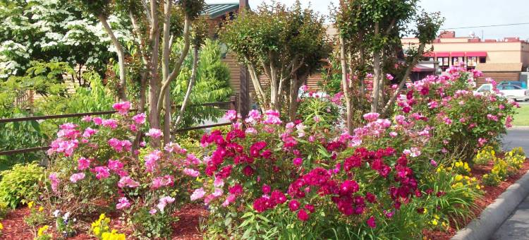 克林顿诺克斯维尔北凯艺酒店(Quality Inn Clinton-Knoxville North)图片