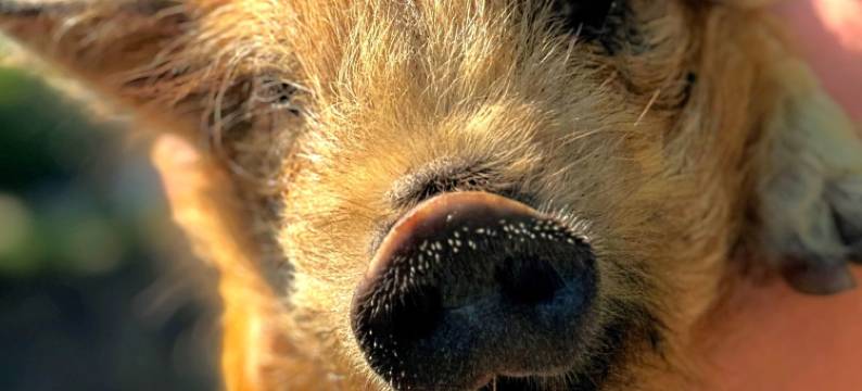 温德瓦德度假公寓(Vindvadet Ferielejligheder)图片