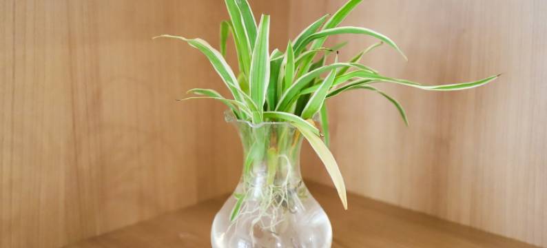 房管家梨木梨公寓(鸿福路分店)图片