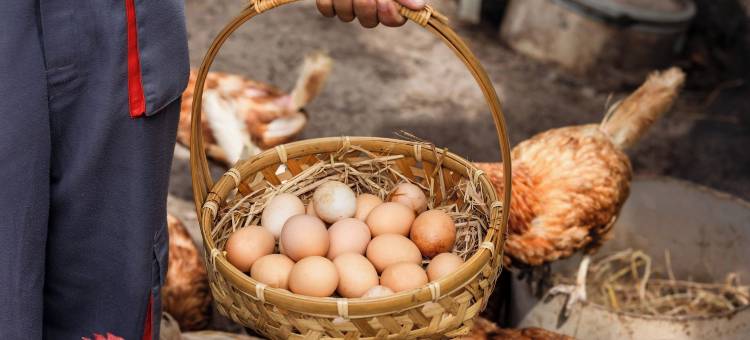 普吉岛莎拉迈考海滩度假村(Sala Phuket Mai Khao Beach Resort)图片