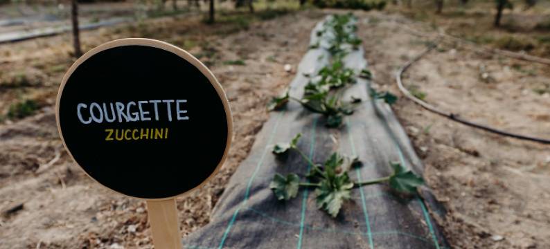 Quinta de S. Miguel 'Casa Das Oliveiras图片