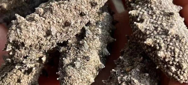 长岛旅游小石公寓(文化街分店)图片