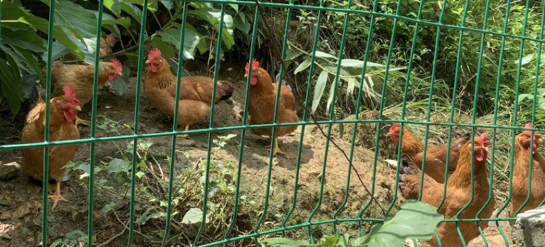 巴马坡纳民宿农家乐休闲23栋民宿(甲篆街分店)图片