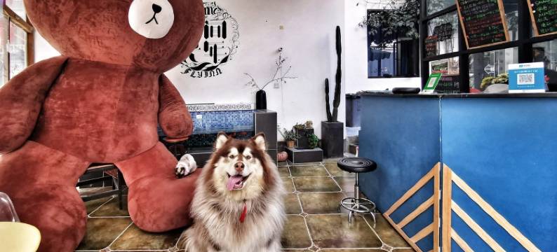 大理晚安喵萌宠花园度假民宿(玉洱路分店)图片