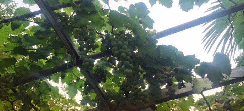 巷往特色民宿(万年东路分店)图片