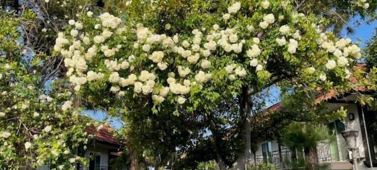 拉格纳希尔旅社 - 尔湾斯佩克特勒姆(Laguna Hills Lodge-Irvine Spectrum)图片