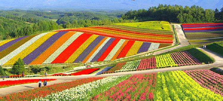 旭川潮流酒店(Hotel Trend Asahikawa)图片