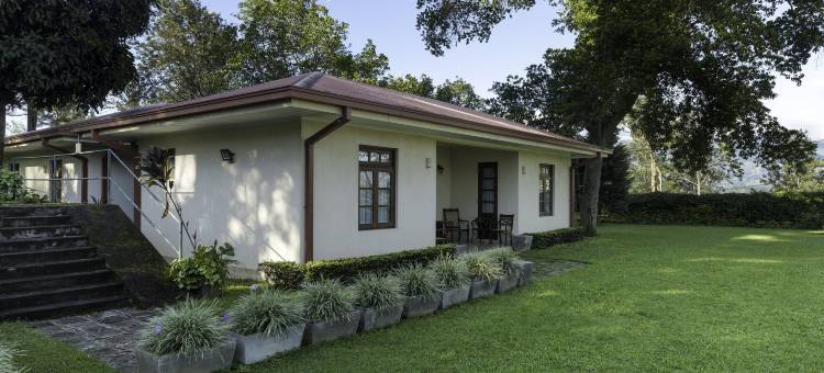 橄榄平房(Olive Bungalow)图片