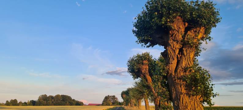 克瓦恩维克斯农场(Kvarnviks Gård Close to Sea & Charming Country Stay)图片