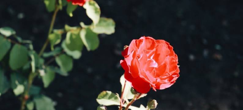 夏至伴海度假别墅(保二路分店)图片