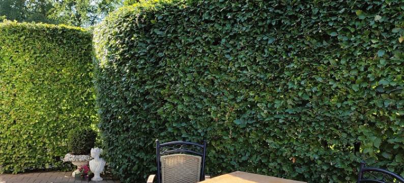 格鲁特恩格尔酒店(Hotel Groote Engel)图片