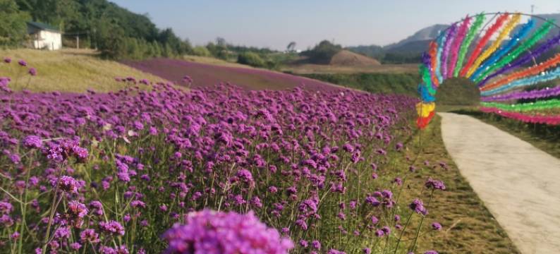 21绿葱坡滑雪场民宿(东大路分店)图片