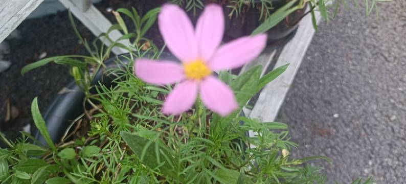 首座号民宿(鹤芽路1号分店)图片