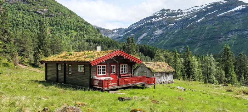 Fjellbris图片