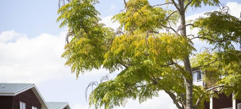 怀蒂昂格海洋度假村(Oceans Resort Whitianga)图片