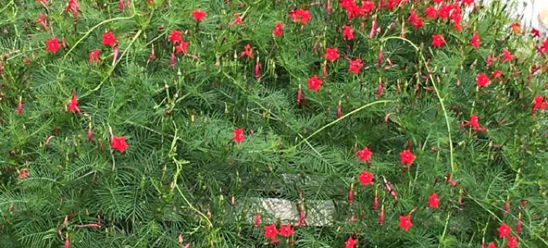 菊花顶一楼民居三室二厅(滨州南街分店)图片
