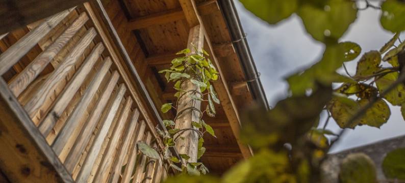 坎普迪切洛酒店(BioAgriturismo Vegan Campo di Cielo)图片