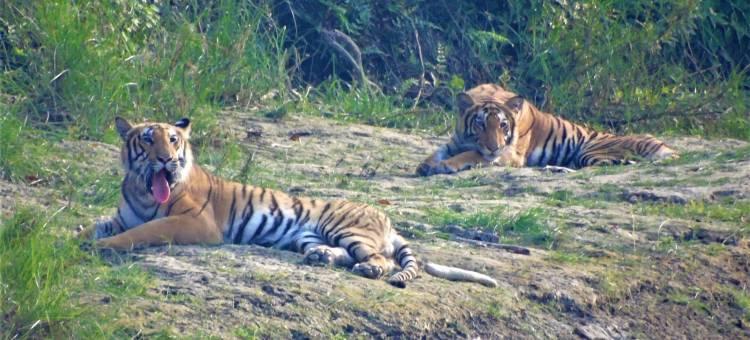 芒果树小屋(Mango Tree Lodge)图片