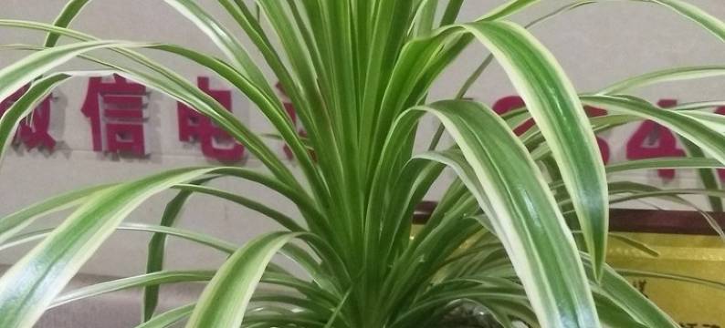 爱琴海主题宾馆(凤城凤凰山店)图片