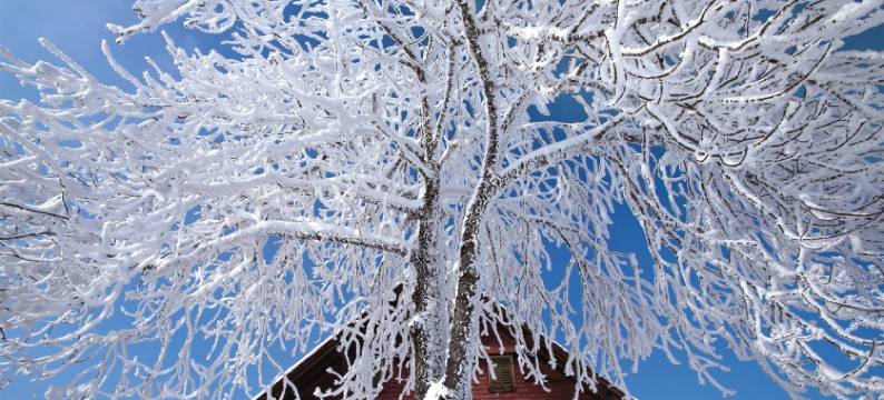 Apartment near Pizol图片