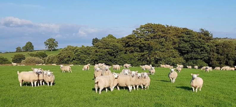 石鼠小屋酒店(Stone Mouse Cottage)图片