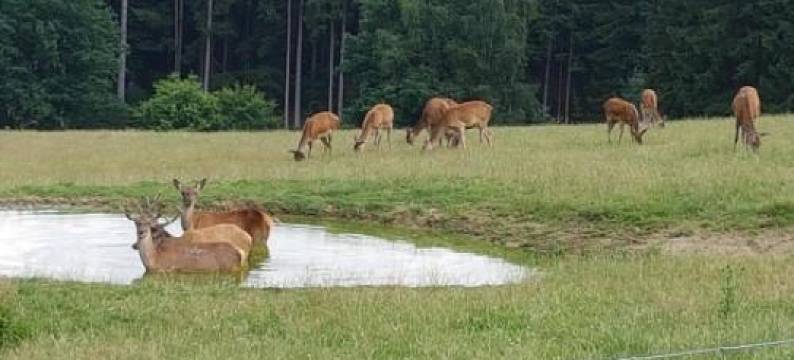 Ferienwohnung Robl图片