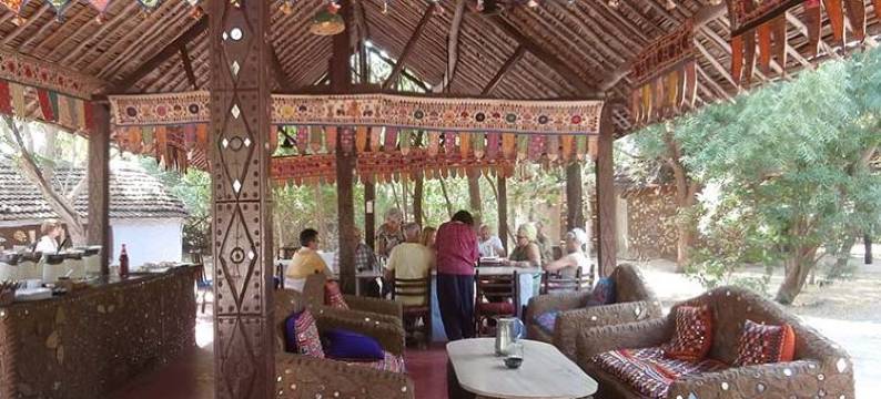 Desert Coursers图片