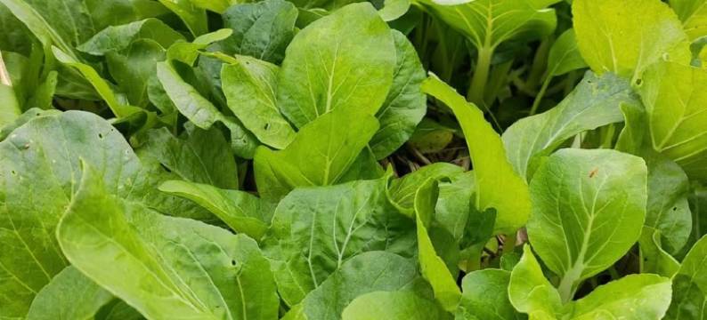 桂林听荷民宿(芦笛岩景区店)图片