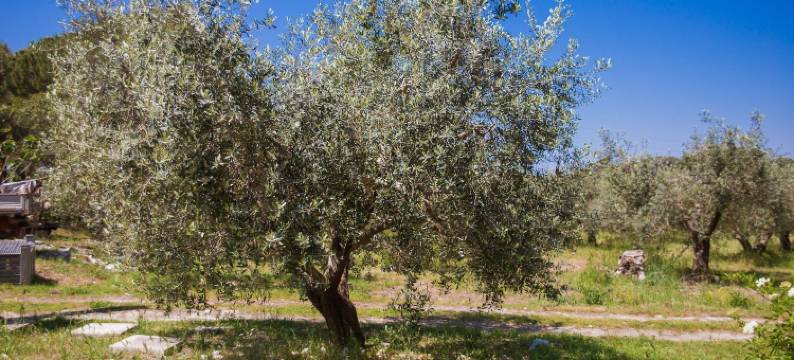 米勒生态度假农庄酒店(Agriturismo Biologico Piccapane)图片