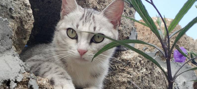 涠洲岛半月心邸美墅度假酒店(贝壳沙滩蓝桥店)图片