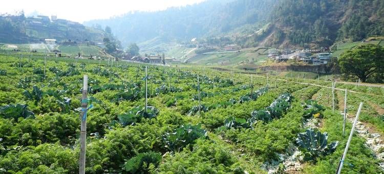霍图斯旅馆塔旺曼古(Hortus Inn Tawangmangu)图片