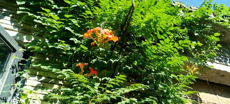 随之小院阳澄湖美人腿湖景小院四房(澄林路分店)图片