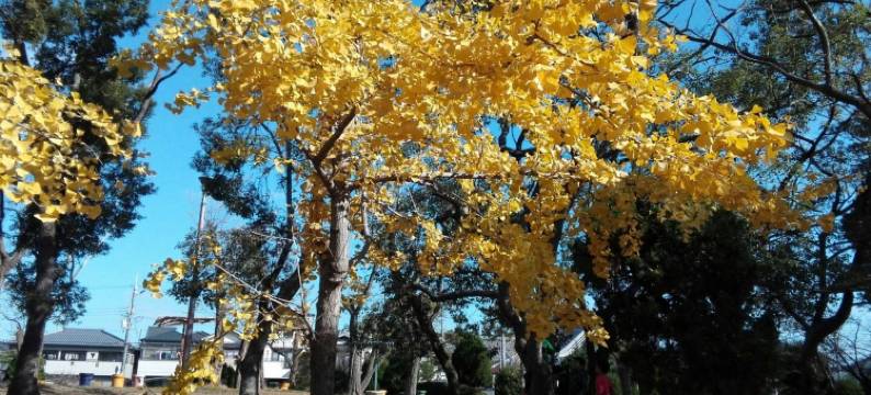 山本民博(Minpaku Yamamoto)图片