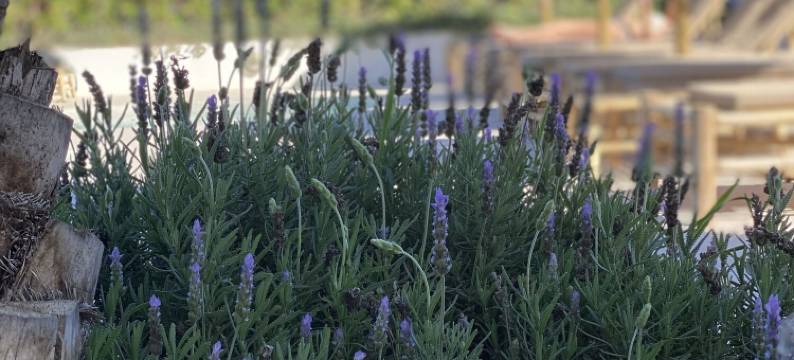 橄榄精品水疗套房酒店(The Olive Boutique Suites & Spa)图片