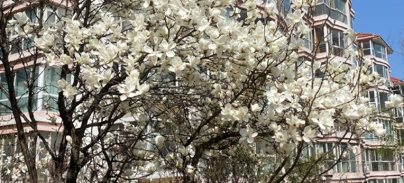 樱桃海景民宿(花园街2号分店)图片