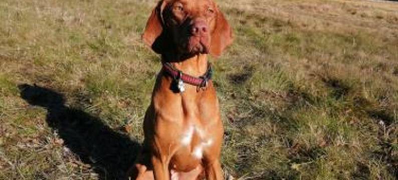 Cihlarska Bouda, apartman 307图片