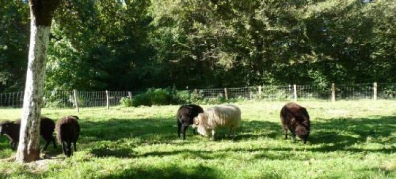 Moulin d'en Bas图片